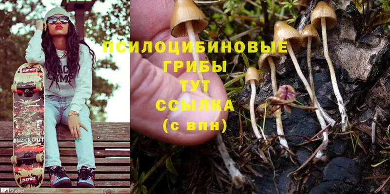 где купить наркотик  ОМГ ОМГ ССЫЛКА  Галлюциногенные грибы Psilocybine cubensis  Арсеньев 